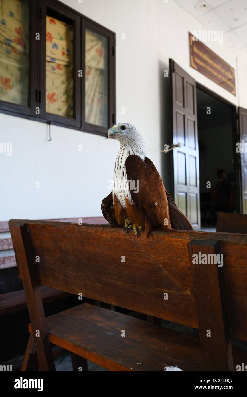 Aquila riposante all'ombra all'Isola di Phi Phi. Foto Stock