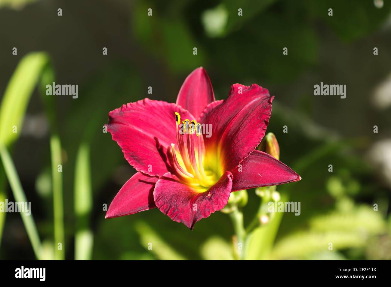 Rosso e giallo giorno su sfondo verde sfocato Foto Stock