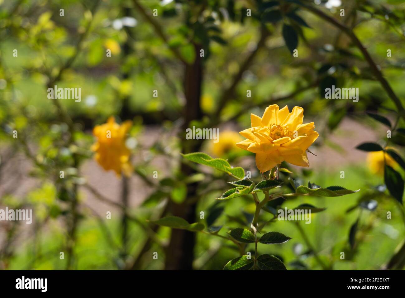 Rosa floribunda 'Goldmarie 82'. Orizzontale Foto. Fiore, rosa giallo dorato, pianta di arrampicata, uso ornamentale Foto Stock