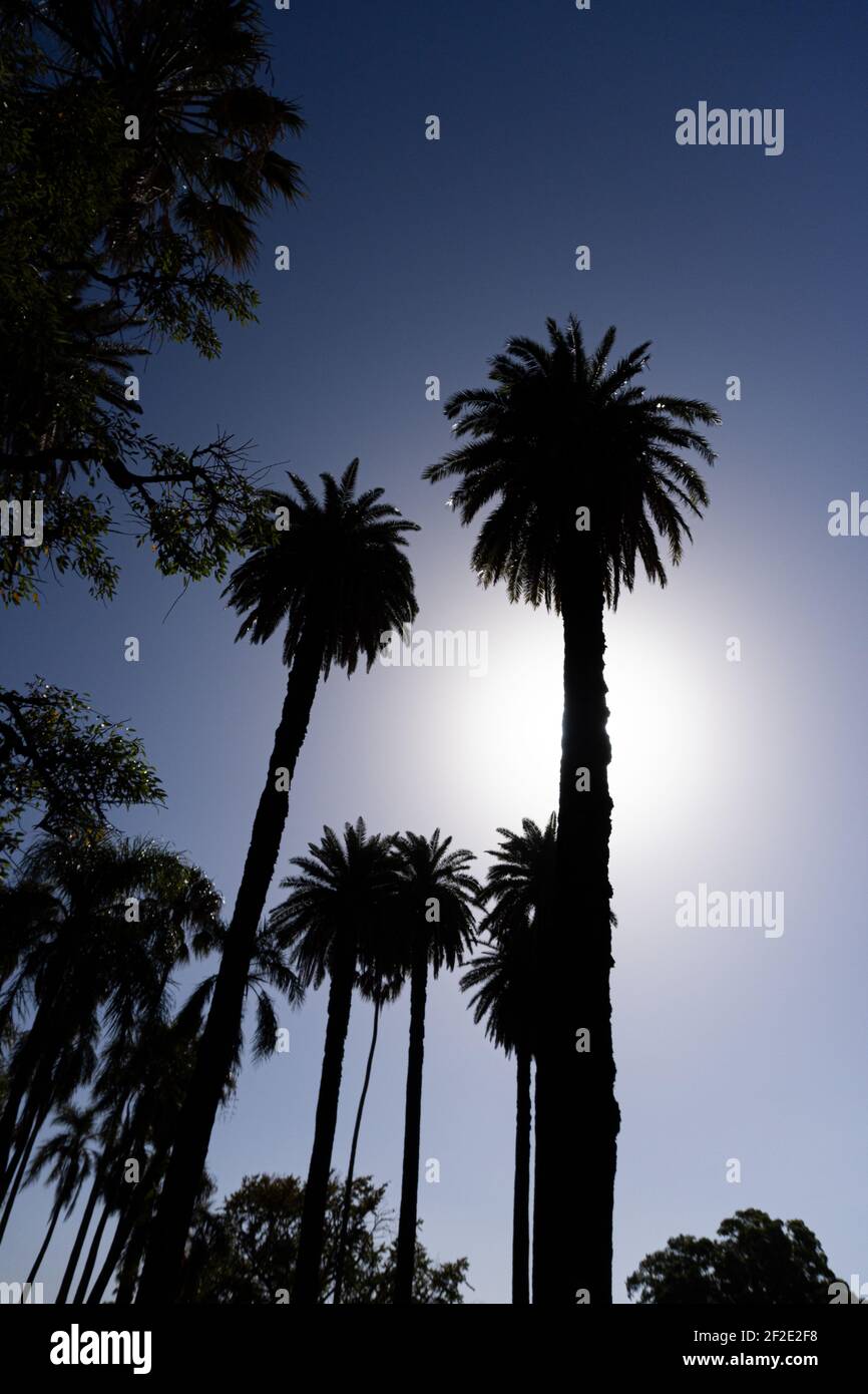 vista dal basso di palme contro la luce, clima tropicale, prendere il sole, scottature, protezione dal sole, giornata molto soleggiata, palme giganti, il Foto Stock