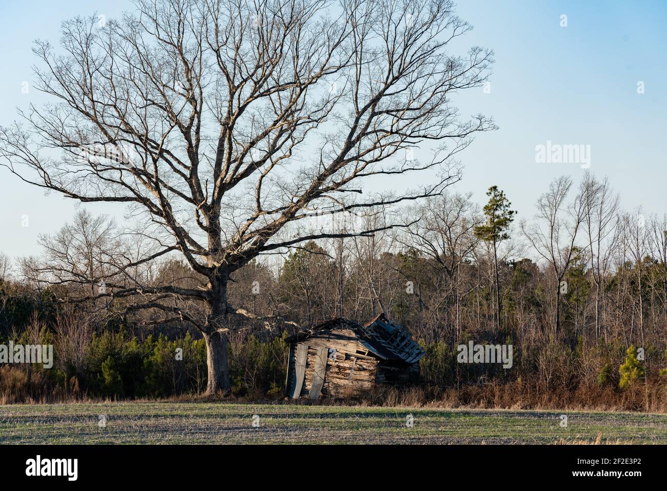 Piccolo fienile di legno scomposto accanto ad un grande albero sterile in un grande campo verde indietro da boschi. Foto Stock