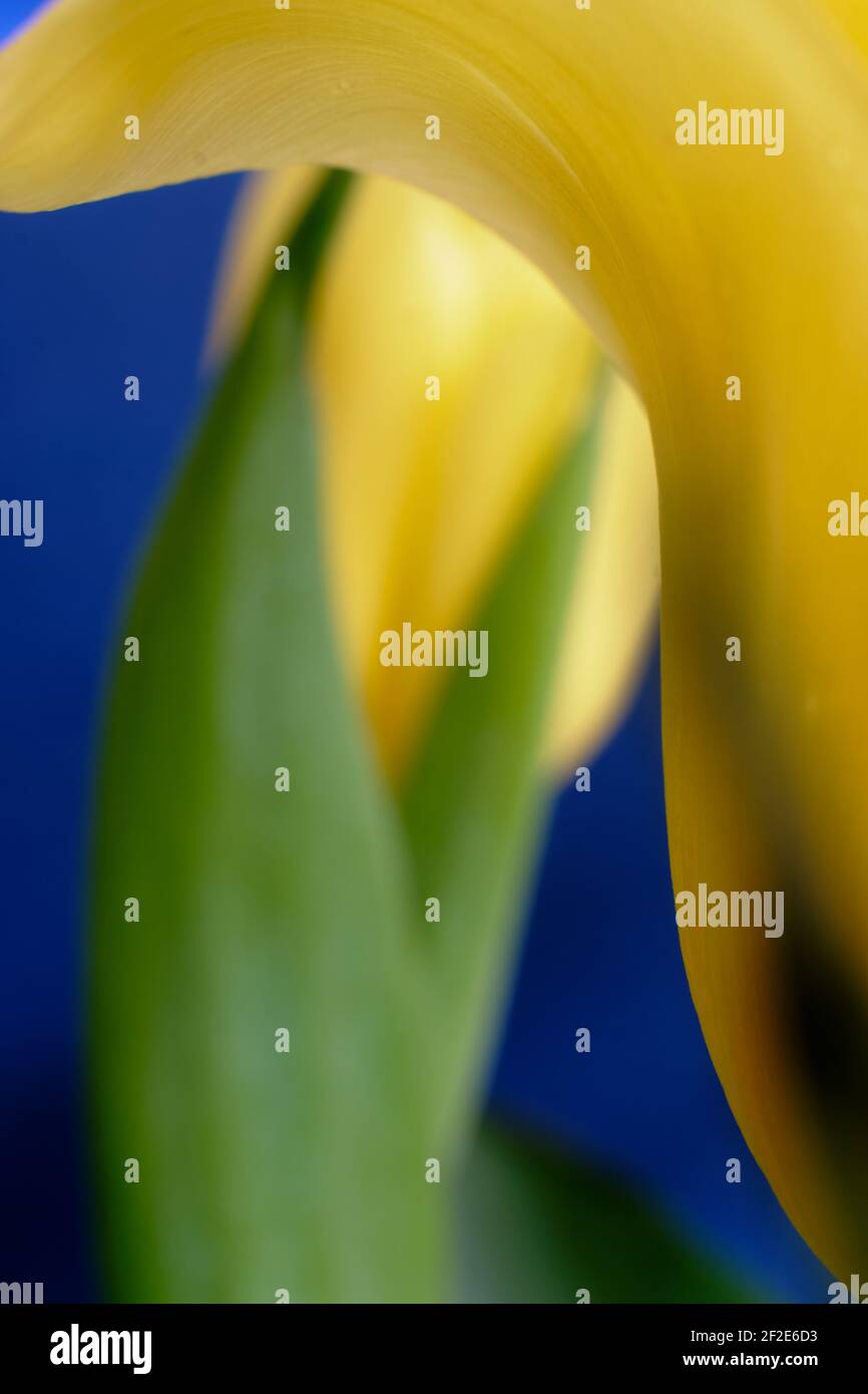 Tulipano giallo con splendide linee fluide. Lo sfondo è un tulipano fuori fuoco con foglie su un blu impressionante. Foto Stock