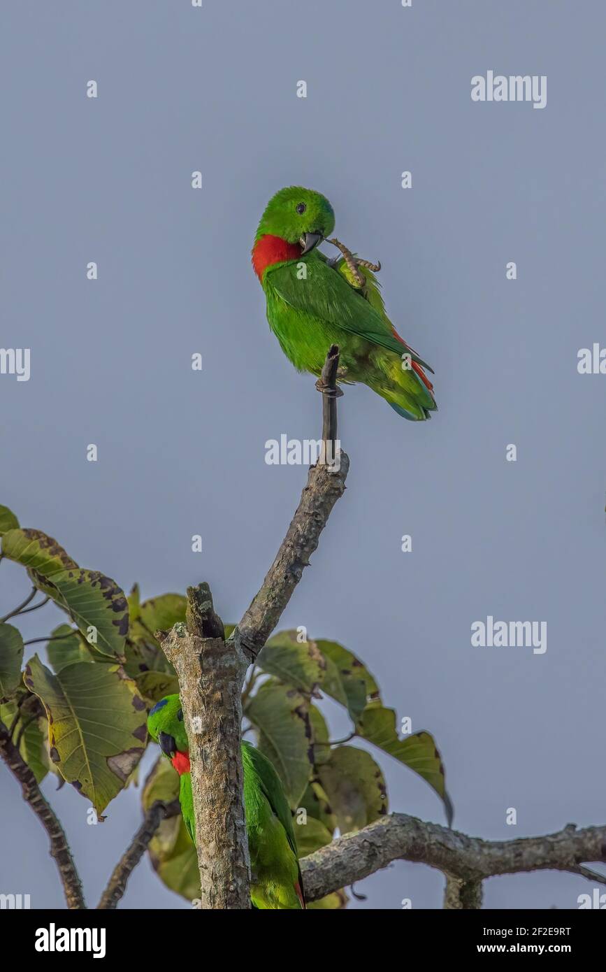 Pappagallo pendente coronato blu Loriculus galgulus zampa preening Foto Stock