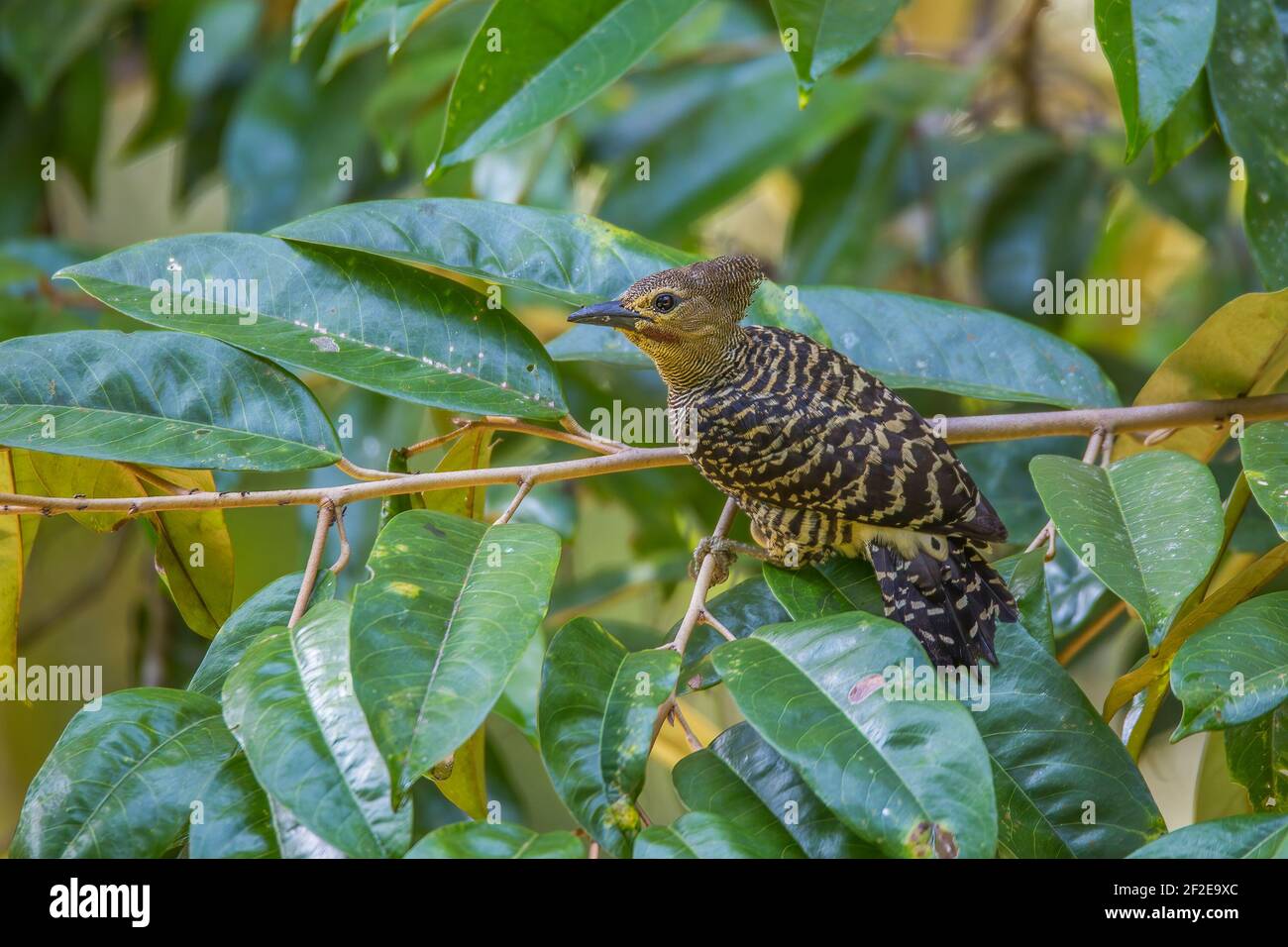 Boscaiolo Meiglyptes tristis maschio su foglie di un albero duriano Foto Stock Boscaiolo Meiglyptes tristis maschio su foglie di un albero duriano Foto Stock