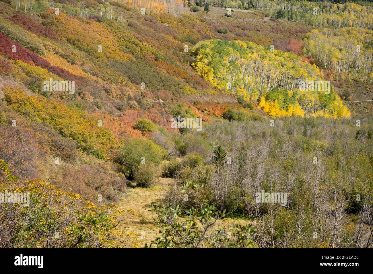 Colore autunnale (quercia GAMBEL e aspen) Da Last Dollar Road nel sud-ovest del Colorado USA Foto Stock