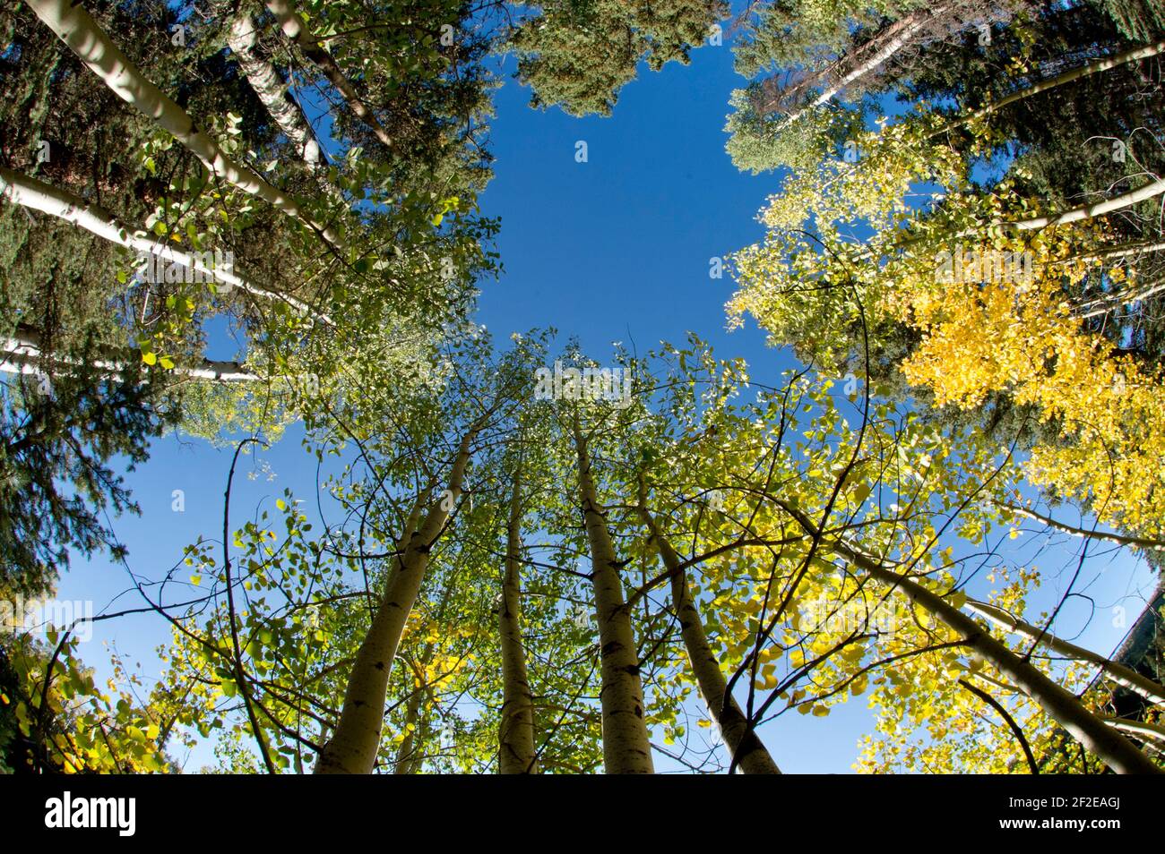 Prospettiva fisheye di un boschetto di aspen di quaking nel Colorado del sud-ovest Foto Stock