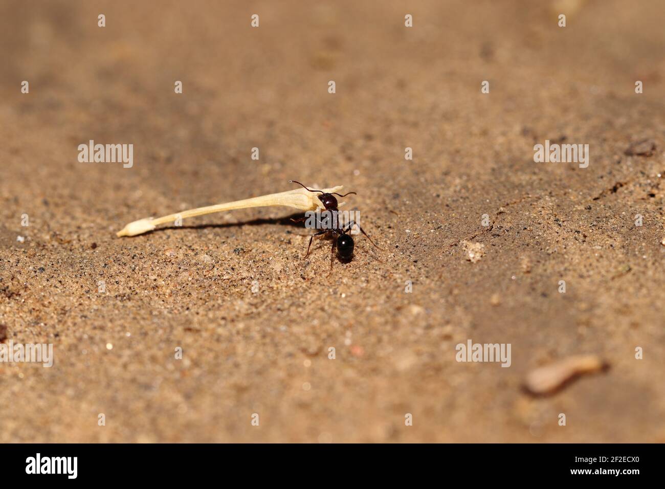Trasportando una foglia secca di formica grande nera, concetto di india. Per spostare il cibo da un luogo ad un altro, lavoro duro, lavoro sociale, unità, trasporto Foto Stock