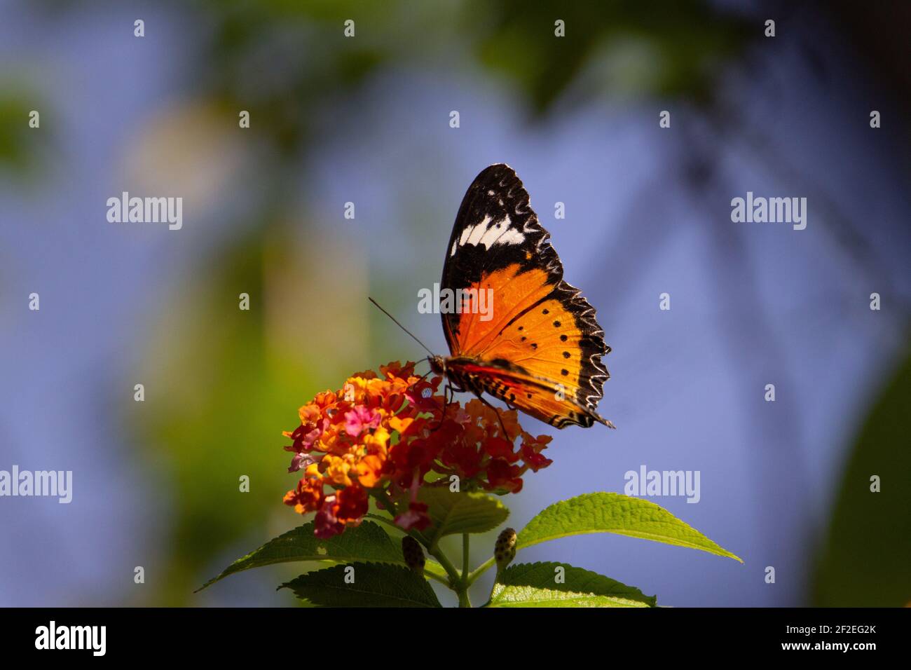 Tigre semplice (Danaus chrysippus) farfalla tigre semplice che si nutrisce da un fiore arancione tropicale su uno sfondo blu chiaro Foto Stock