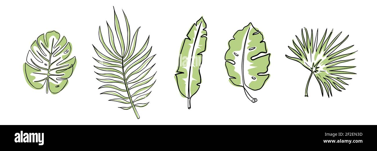 Set di foglie verdi esotiche. Stile a una linea d'arte. Illustrazione vettoriale di foglie tropicali trendy. Foglie isolate della giungla: Monstera, filodendro, chamaerops. Adatto per poster, stampe, sfondi. Foglie di palma estive Illustrazione Vettoriale