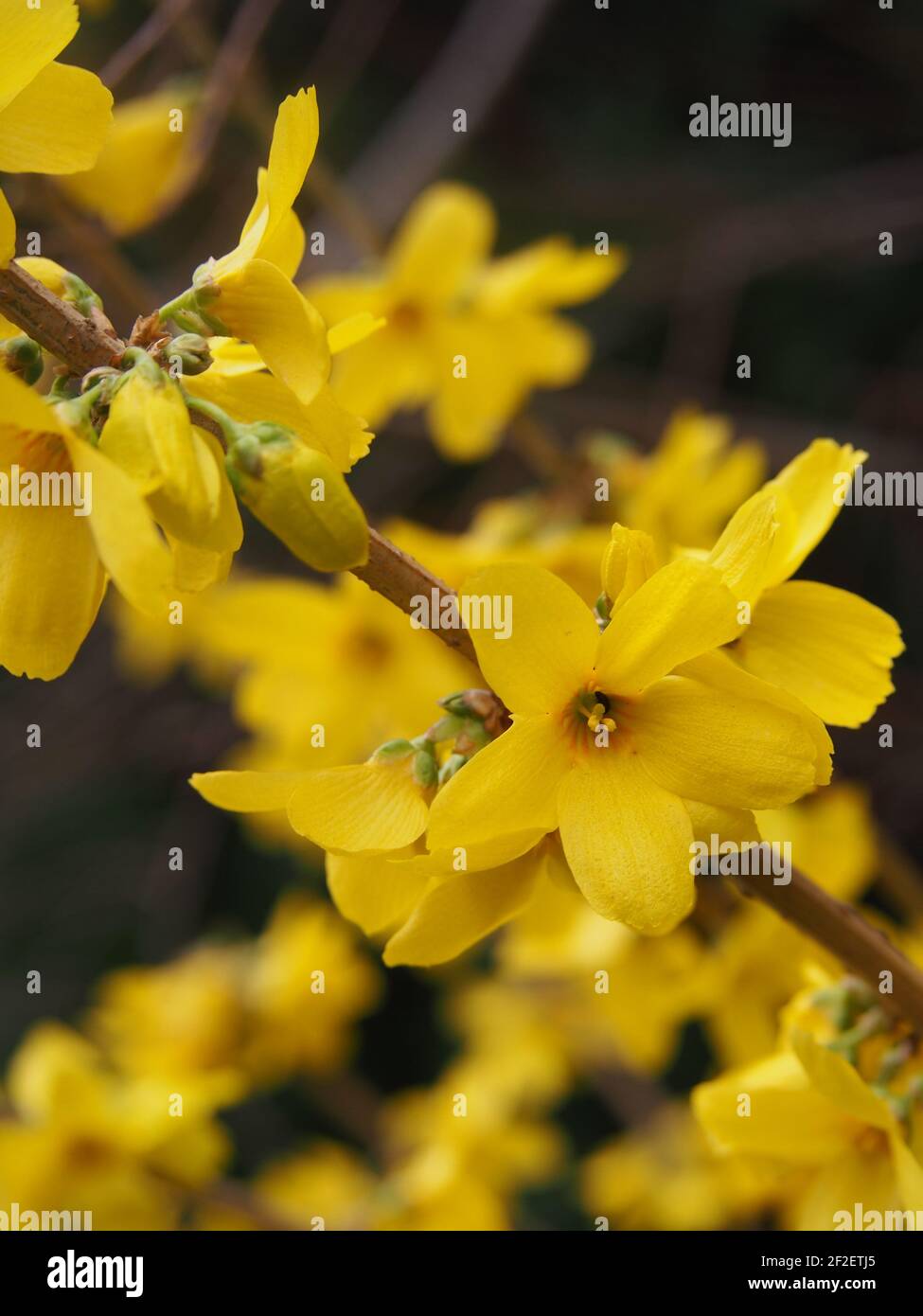 La forsizia gialla in fiore è una bella macchia primaverile coperta di fiori gialli nel giardino. Foto Stock