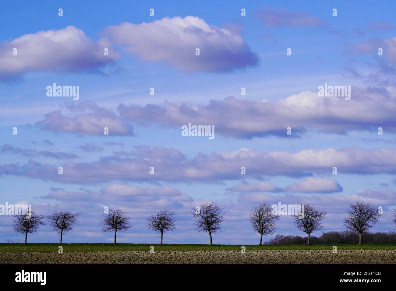 Una linea di alberi in inverno. Cielo nuvoloso con nuvole volanti Foto Stock