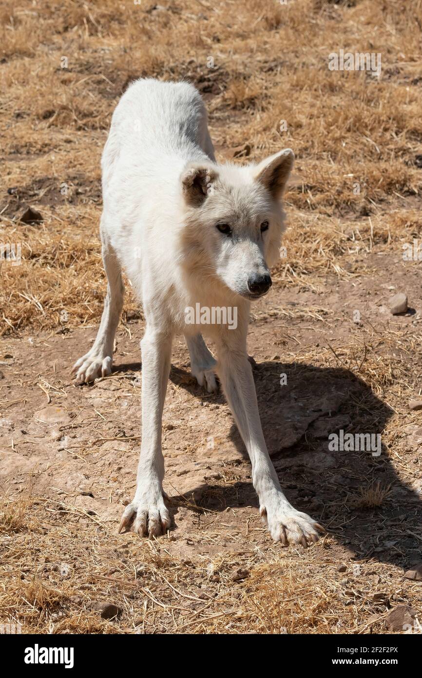 Lupo tundra alaska (Canis lupus tundarum) Foto Stock