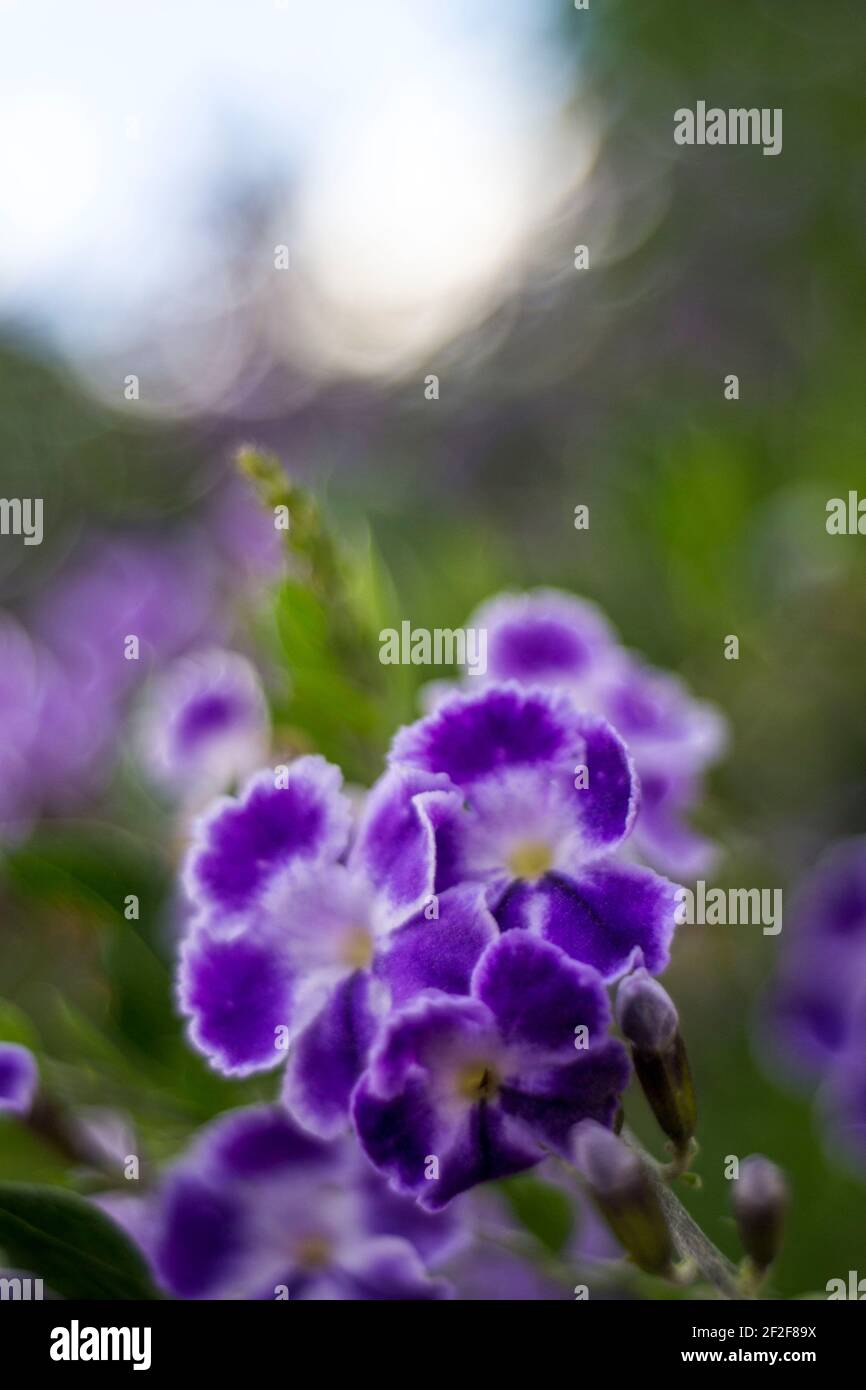 Golden Dewdrop, Berry piccione ad Antigua Guatemala. Foto Stock