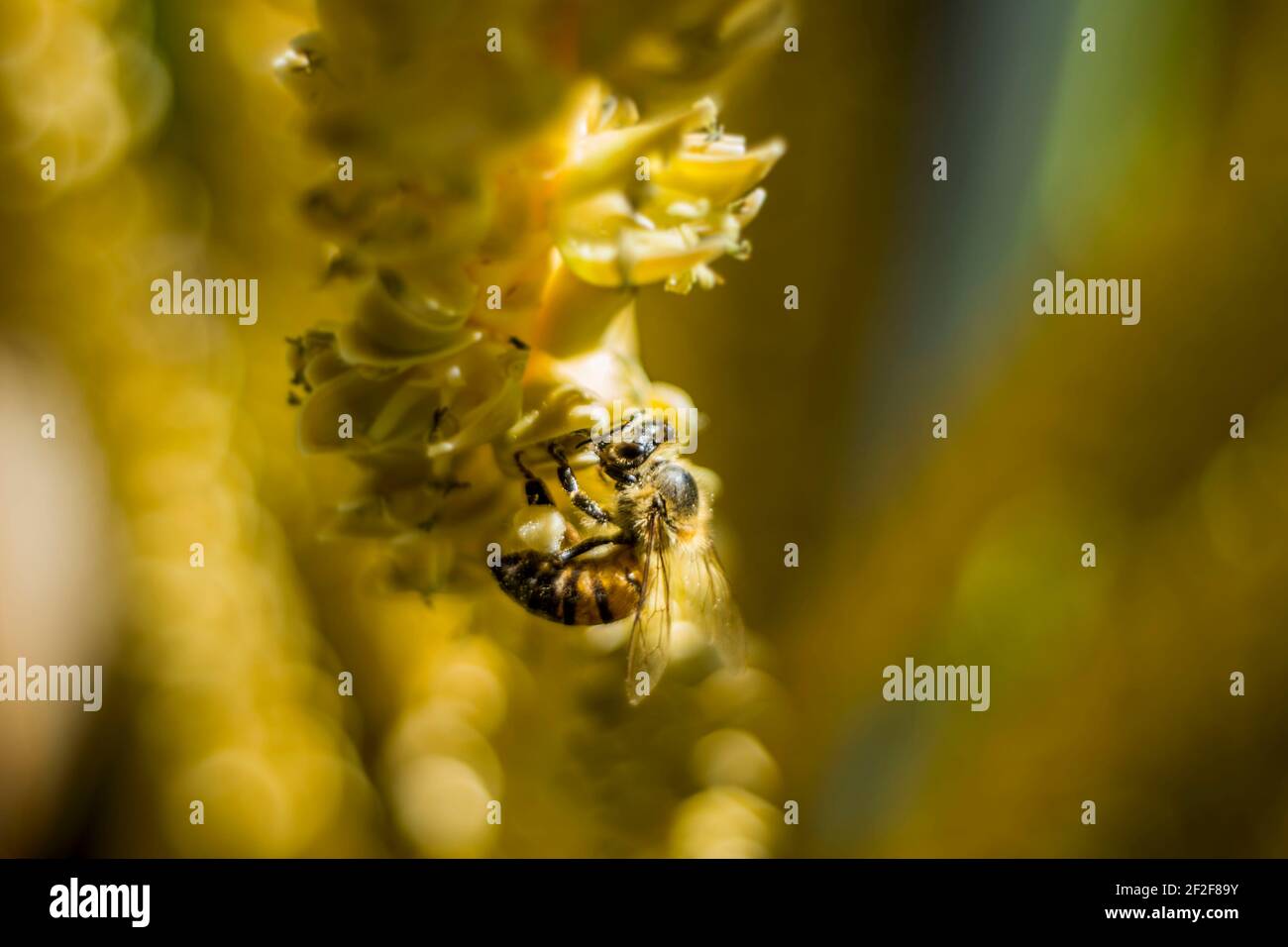 L'alimentazione delle api sui fiori di palme da cocco a Playa Linda, Messico. Dicembre 2015. Foto Stock