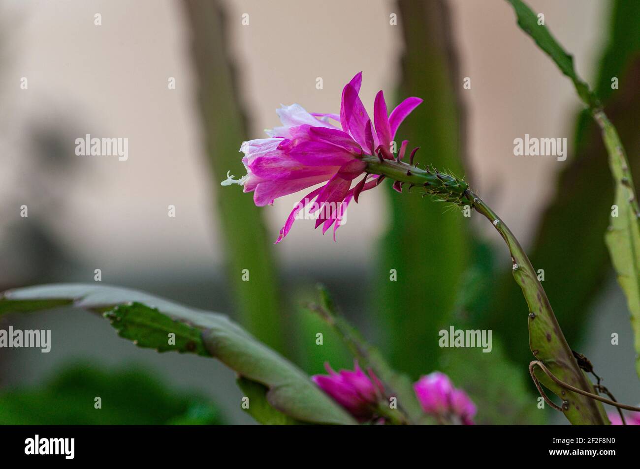 Disocactus ackermannii è un ibrido tra disocactus phyllantoides e Disocactus speciosus. È forse il cactus dell'orchidea cresciuto più comunemente. Foto Stock