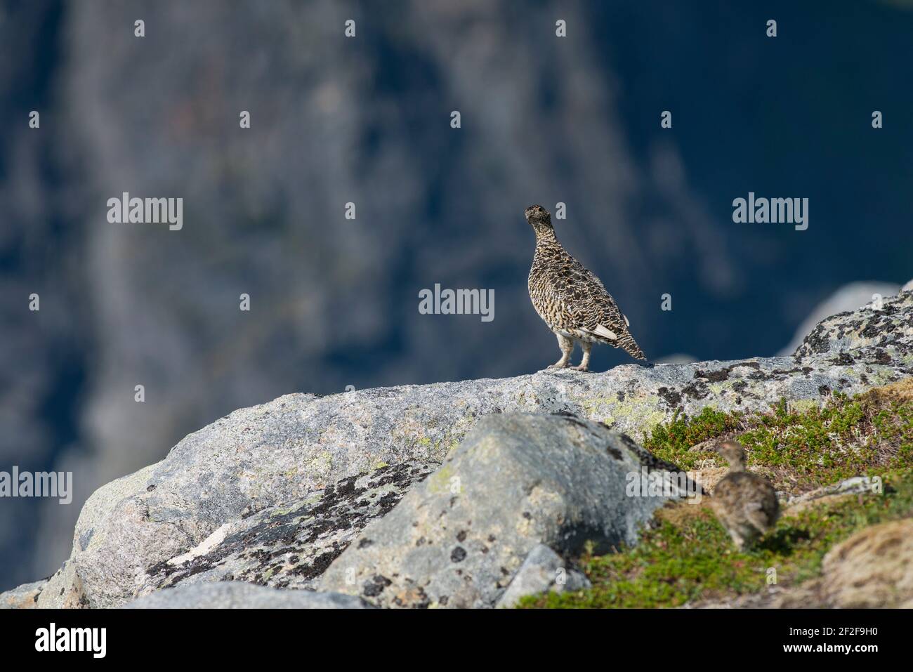 Rock Ptarmigan uccello ben mimeted contro le montagne belle Foto Stock