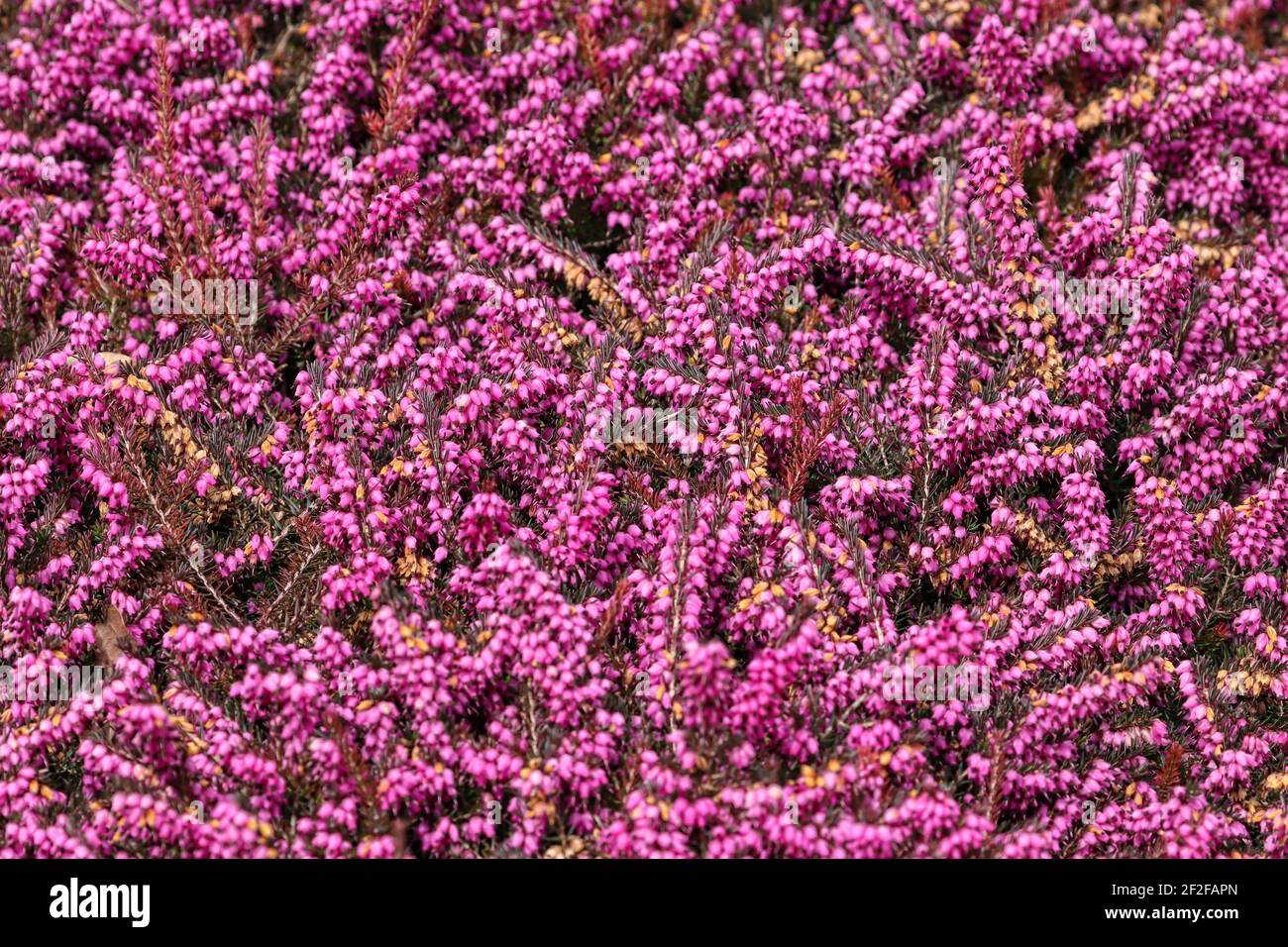 Primo piano di fiori di erica rosa in piena fioritura Foto Stock