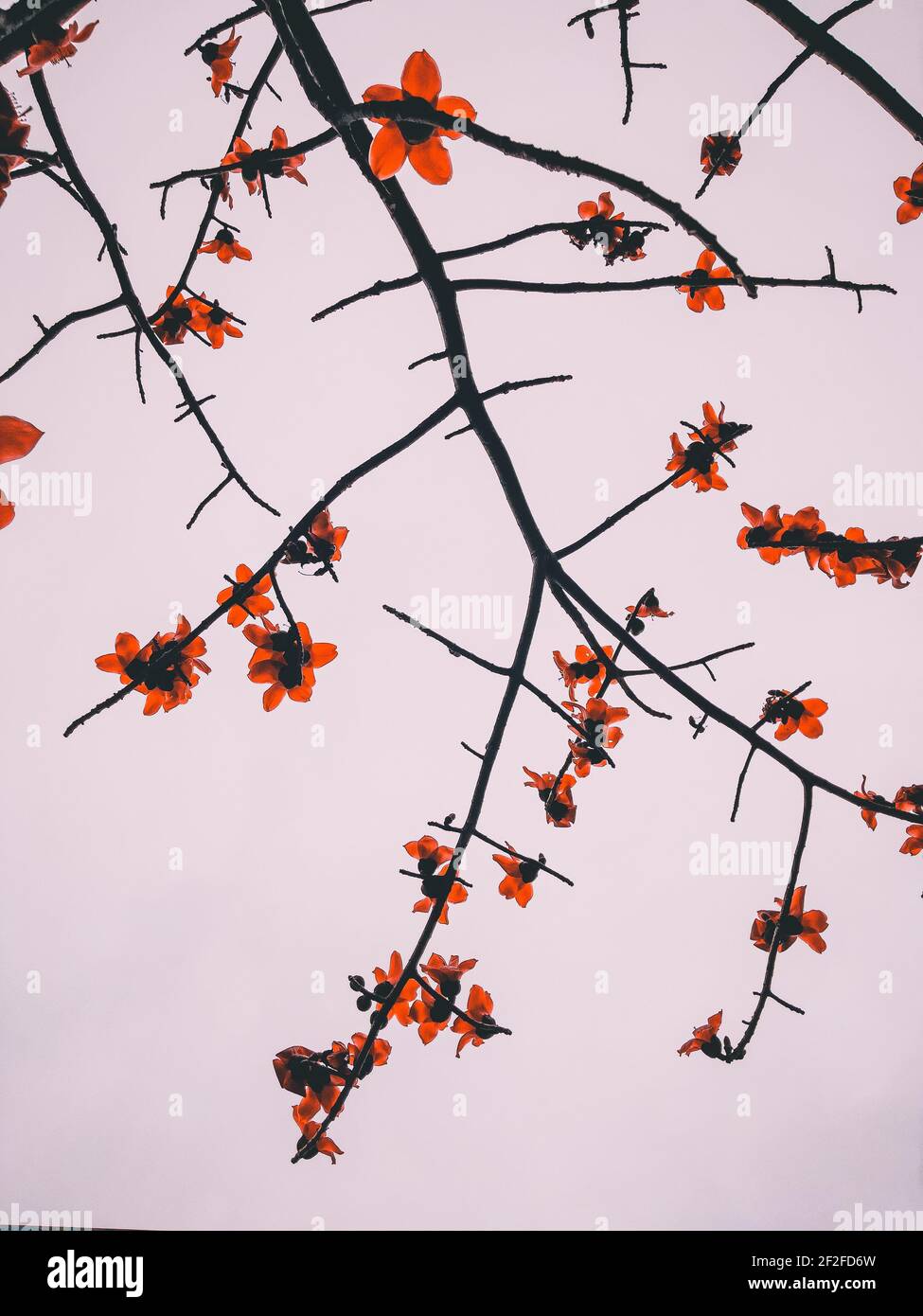 I rami dell'albero di Bombax Ceiba con fiori d'arancio fioriti contro il cielo blu Foto Stock