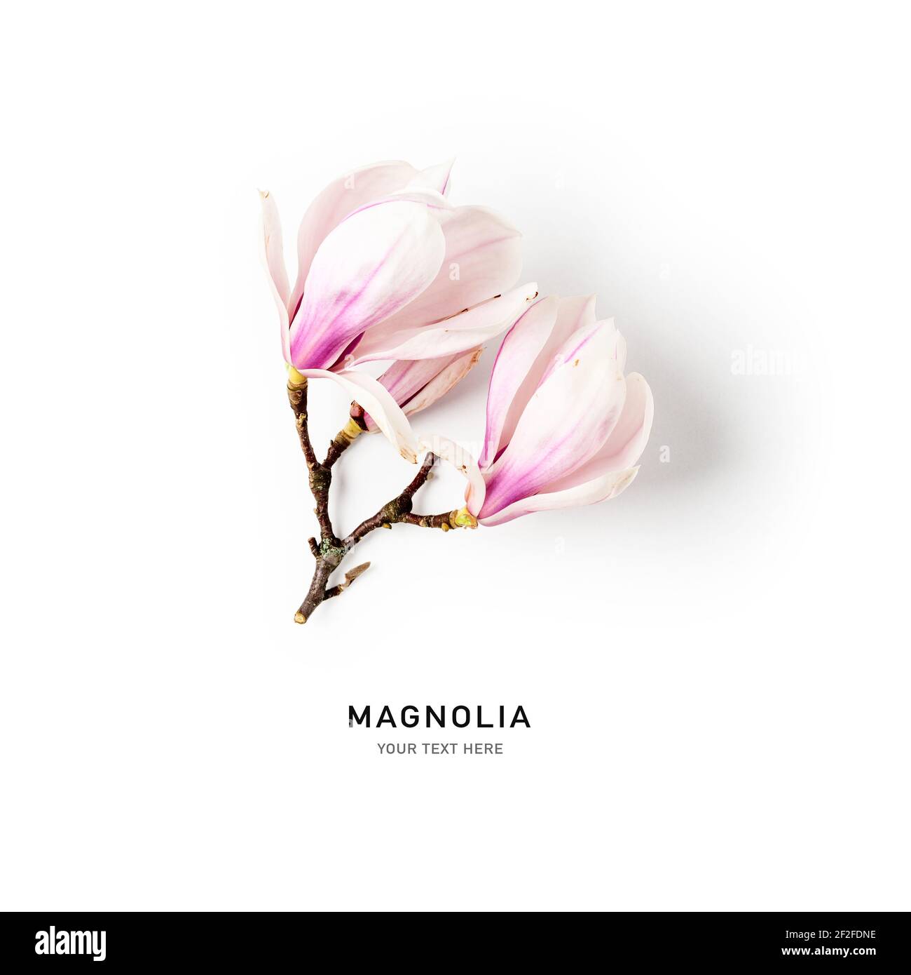 Magnolia fiorisce. Bella primavera rosa fiori isolati su sfondo bianco. Concetto di primavera. Disposizione piatta, vista dall'alto, design floreale Foto Stock