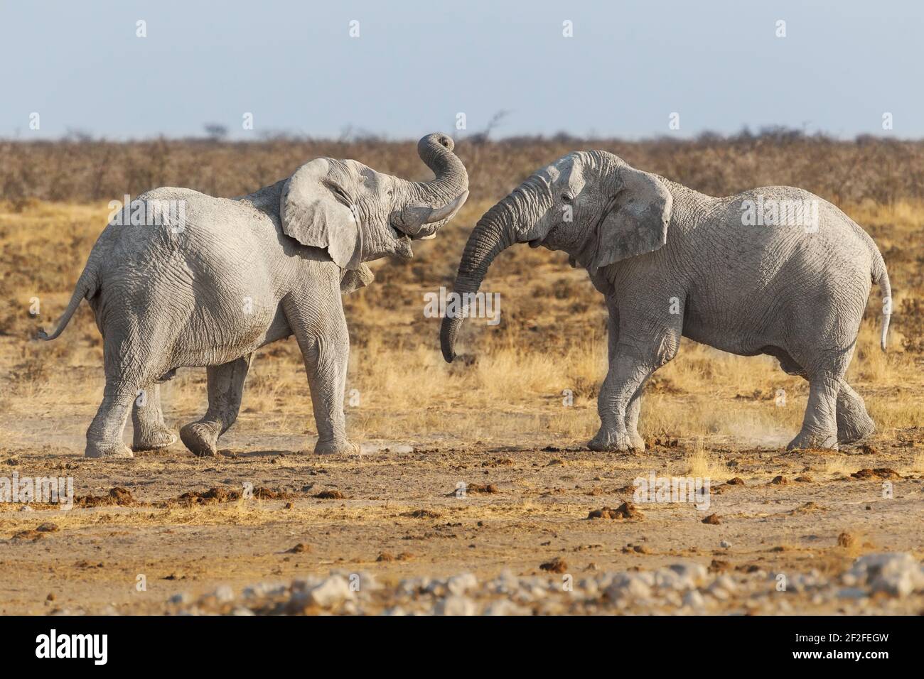 2 elefanti africani (Loxodonta africana) tori in lotta. Parco Nazionale di Etosha, Namibia, Africa Foto Stock