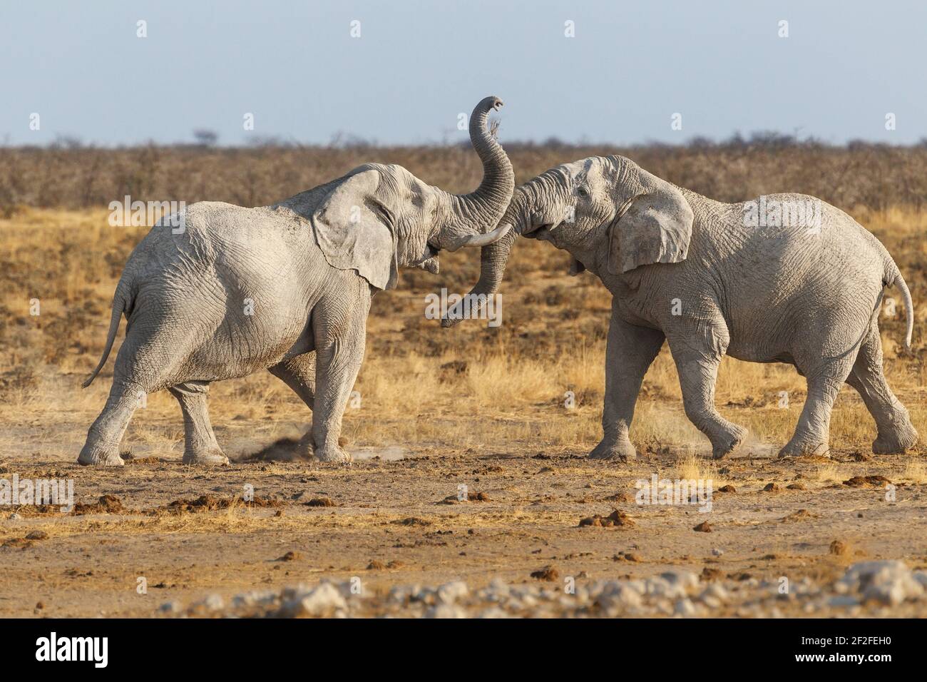 2 elefanti (Loxodonta africana) tori che combattono nella savana africana. Parco Nazionale di Etosha, Namibia, Africa Foto Stock