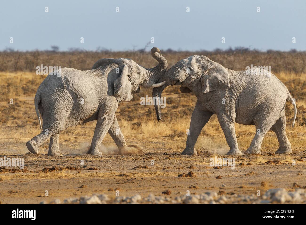 Lotta degli elefanti (Loxodonta africana), 2 tori che combattono con le zanne e i tronchi. Presenza di polvere nell'aria. Parco Nazionale di Etosha, Namibia, Africa Foto Stock