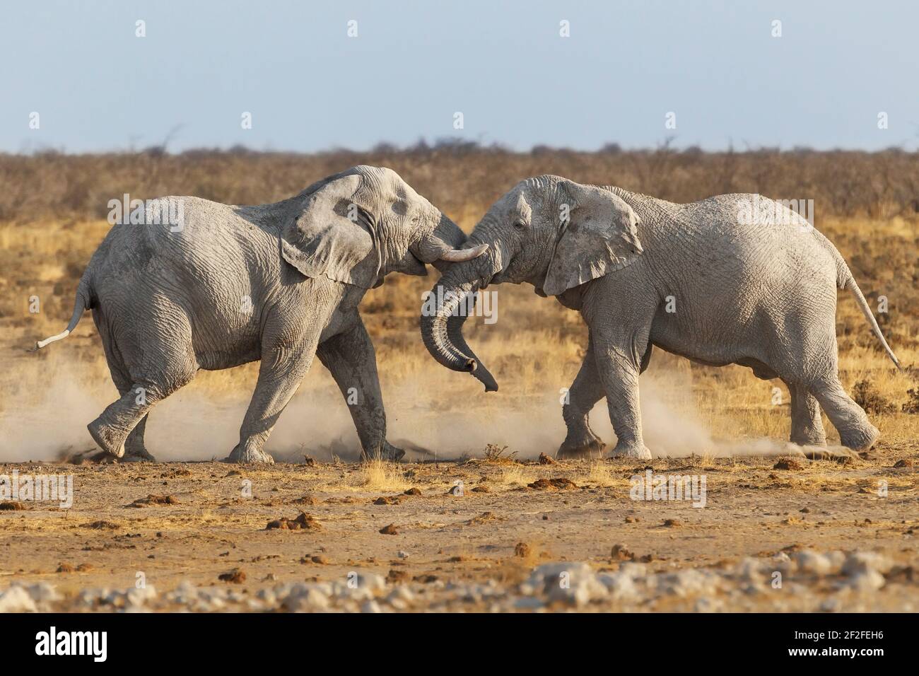 2 elefanti africani (Loxodonta africana) combattimenti aggressivi. Parco Nazionale di Etosha, Namibia, Africa Foto Stock