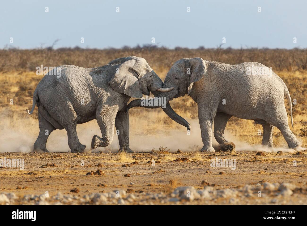 2 elefanti (Loxodonta africana) combattimenti aggressivi. Parco Nazionale di Etosha, Namibia, Africa Foto Stock