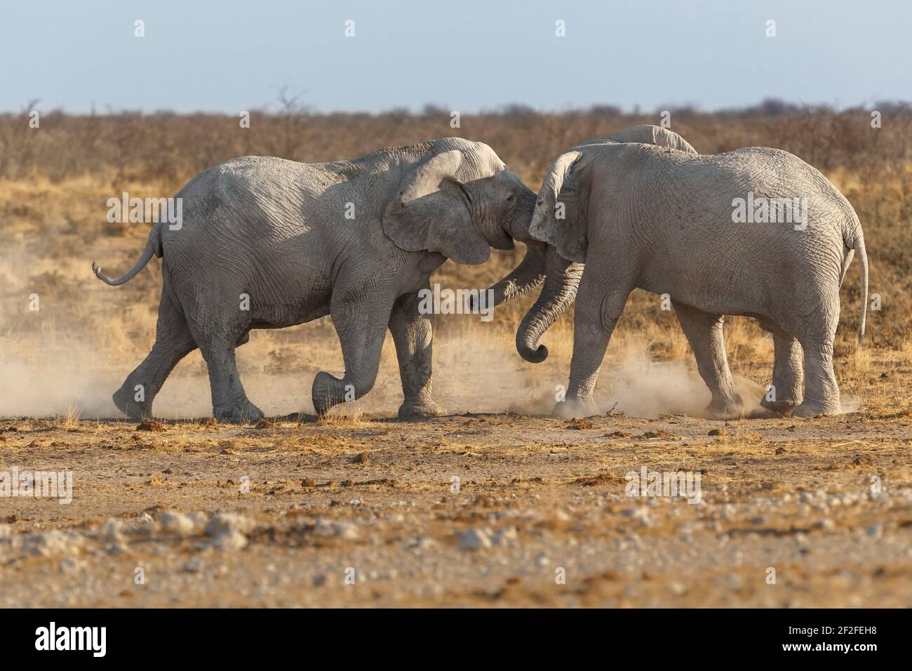 2 elefanti africani (Loxodonta africana) tori in lotta. Parco Nazionale di Etosha, Namibia, Africa Foto Stock