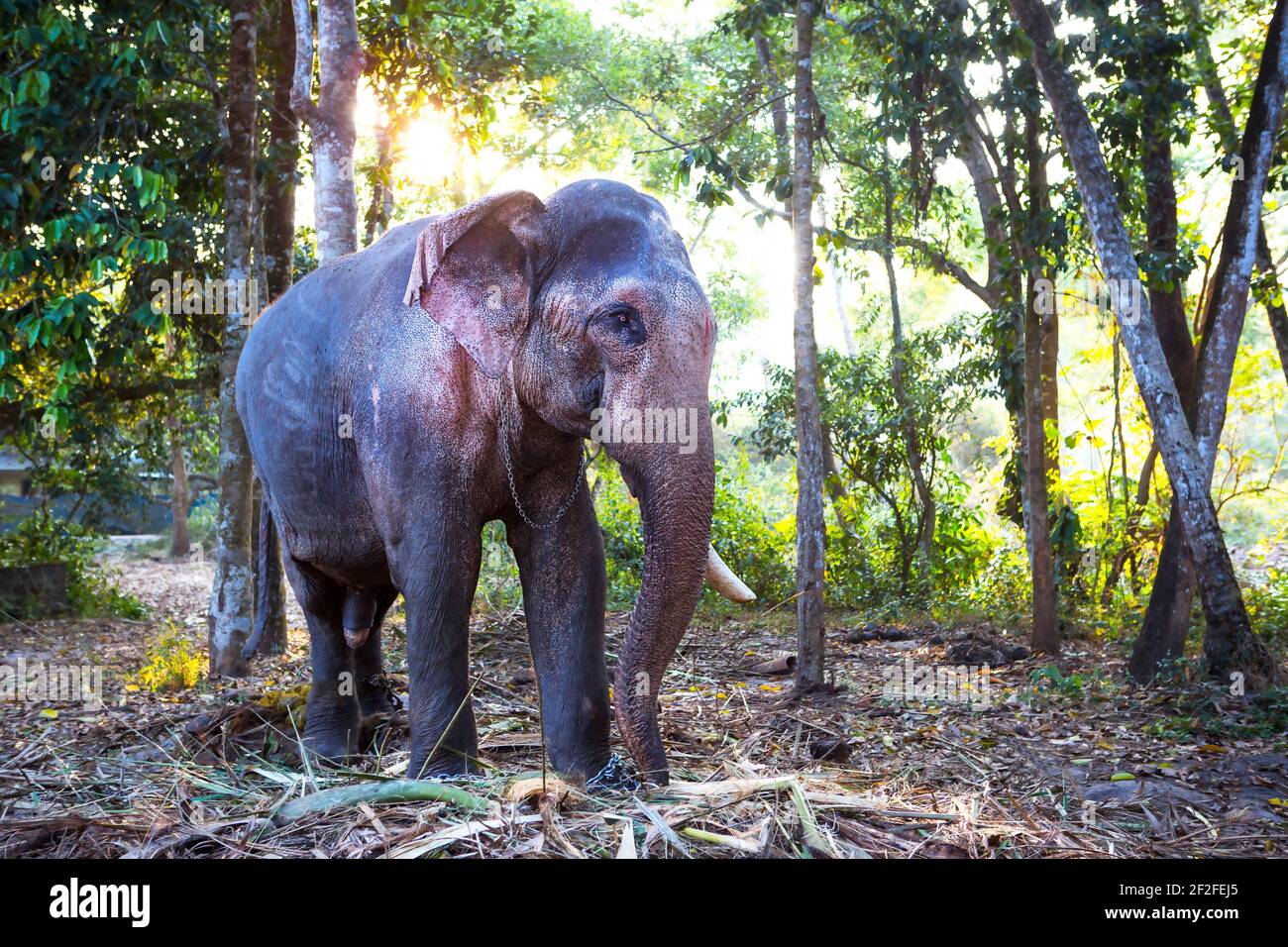Elefante indiano nella giungla su una catena - intrattenimento per i turisti, duro lavoro sulla fattoria, equitazione, escursioni. Elefante nella foresta al sole Th Foto Stock