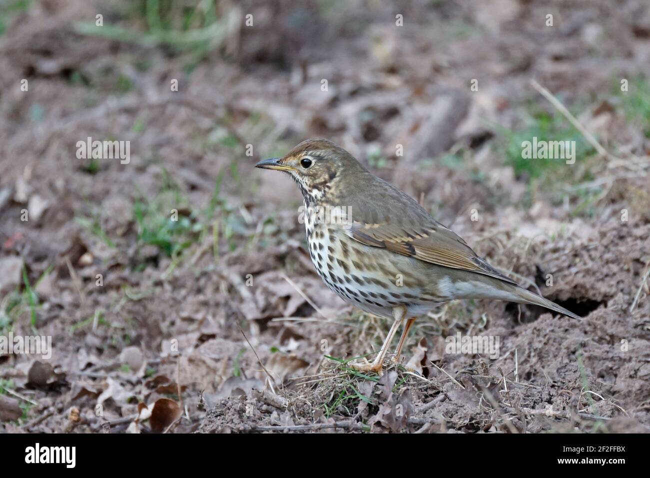 Song Thrush on the Ground Forest of Dean UK Foto Stock