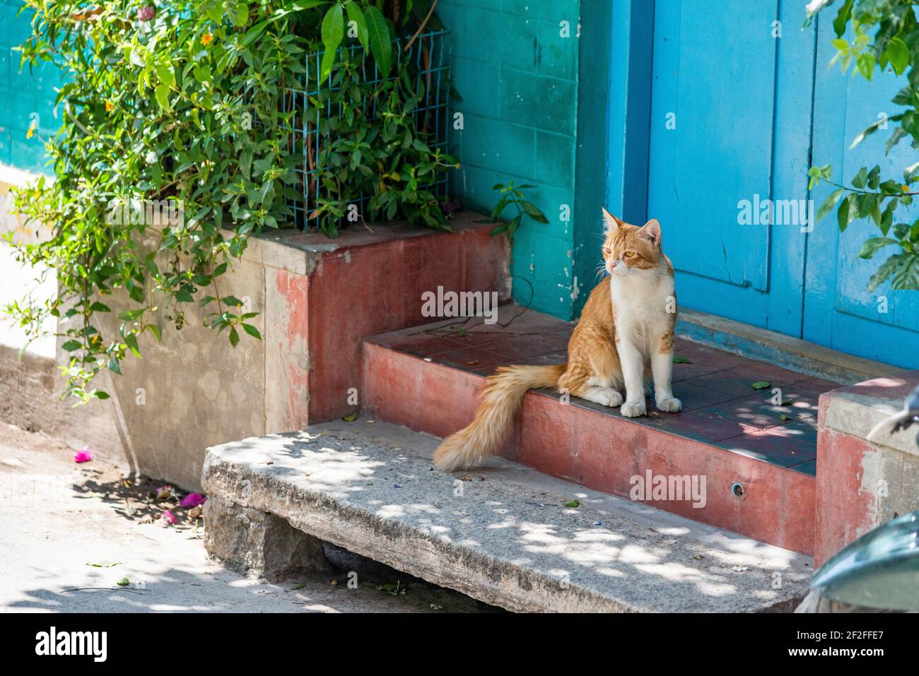 gatto bianco-rosso di fronte ad una porta di legno blu Foto Stock