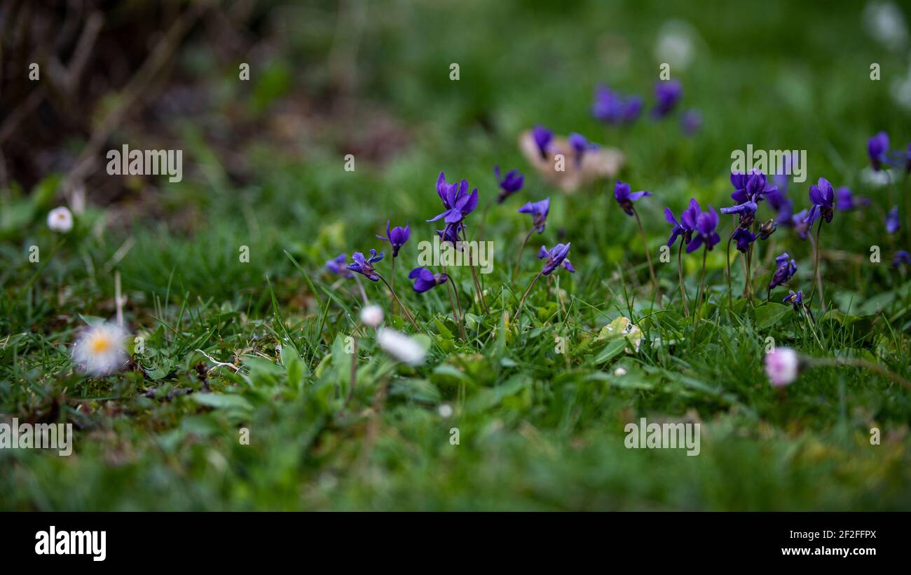 Violette in giardino in primavera Foto Stock