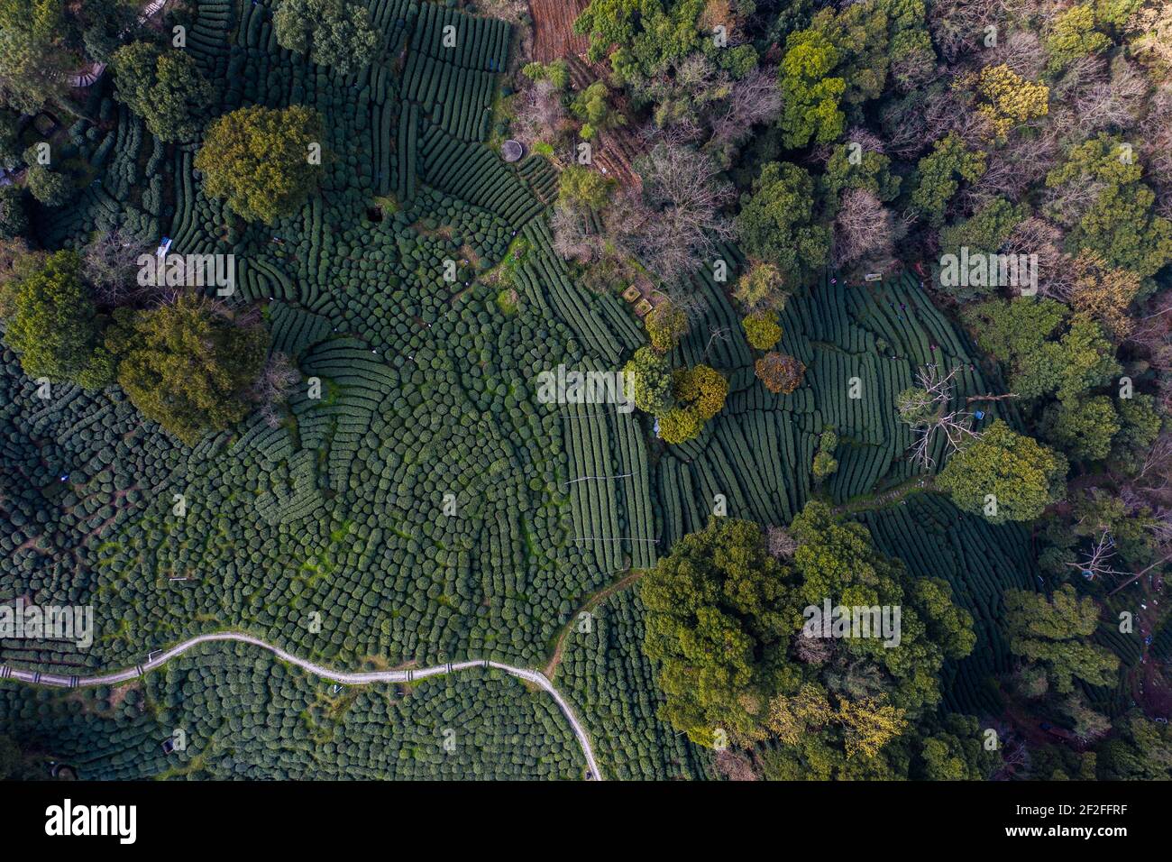 Hangzhou. 12 marzo 2021. La foto aerea scattata il 12 marzo 2021 mostra i giardini del tè al Villaggio di Manjuelong, punto panoramico del Lago Occidentale a Hangzhou, capitale della Provincia Zhejiang della Cina Orientale. Il 'Longjing 43', una specie di tè del Lago di Longjing Ovest, saluta la sua stagione di raccolto a partire da Venerdì, e la stagione di raccolto su larga scala per il tè del Lago di Longjing Ovest dovrebbe iniziare a fine Marzo. Credit: Xu Yu/Xinhua/Alamy Live News Foto Stock