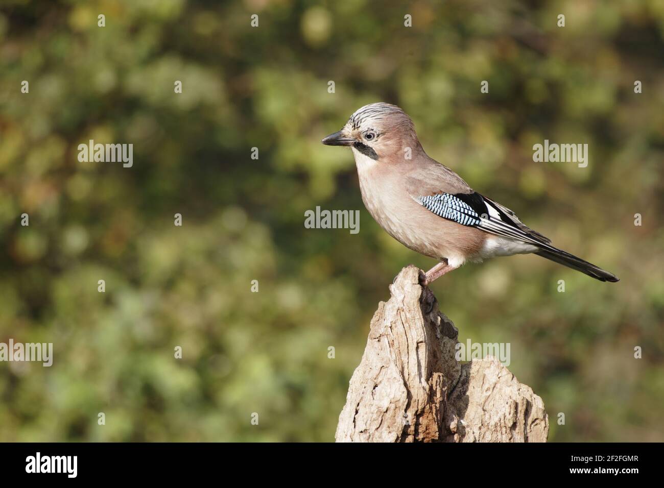 Jay - raccolta di ghiande in autunno Garrulus glandarius Lea Valley Park Herts, Regno Unito BI006755 Foto Stock