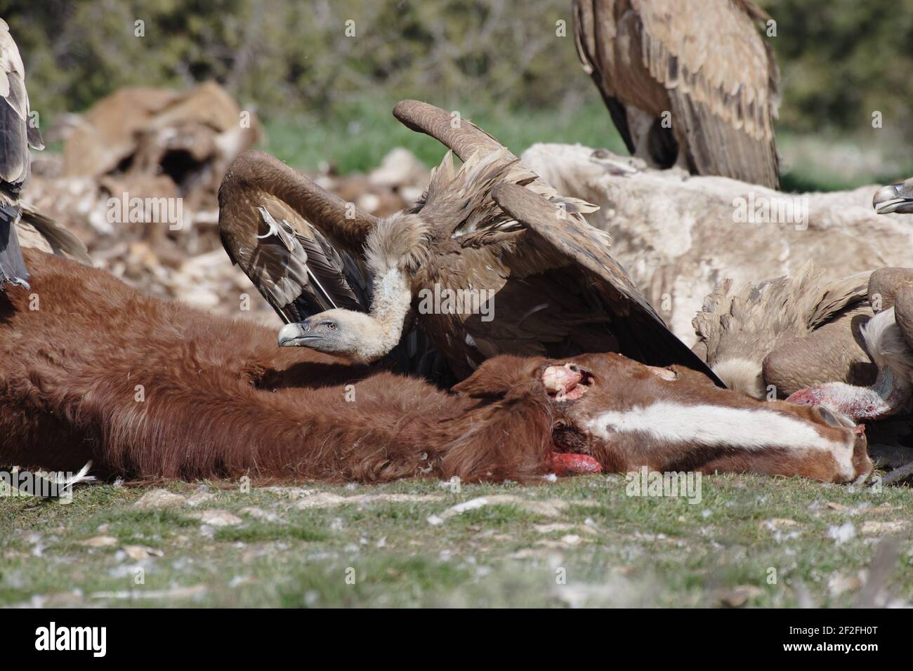 Griffon Vulture - alimentazione su un crine morto Gyps fulvus WWF Reserve - Refugio de Rapaces Segovia, Spagna BI008640 Foto Stock