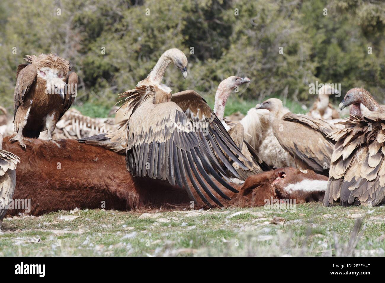 Griffon Vulture - alimentazione su un crine morto Gyps fulvus WWF Reserve - Refugio de Rapaces Segovia, Spagna BI008649 Foto Stock
