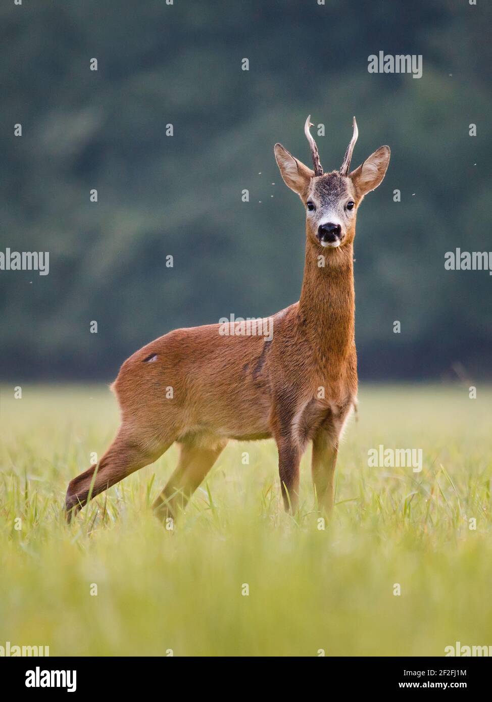 capriolo di cervo nell'erba verde, sfondo offuscato bello Foto Stock