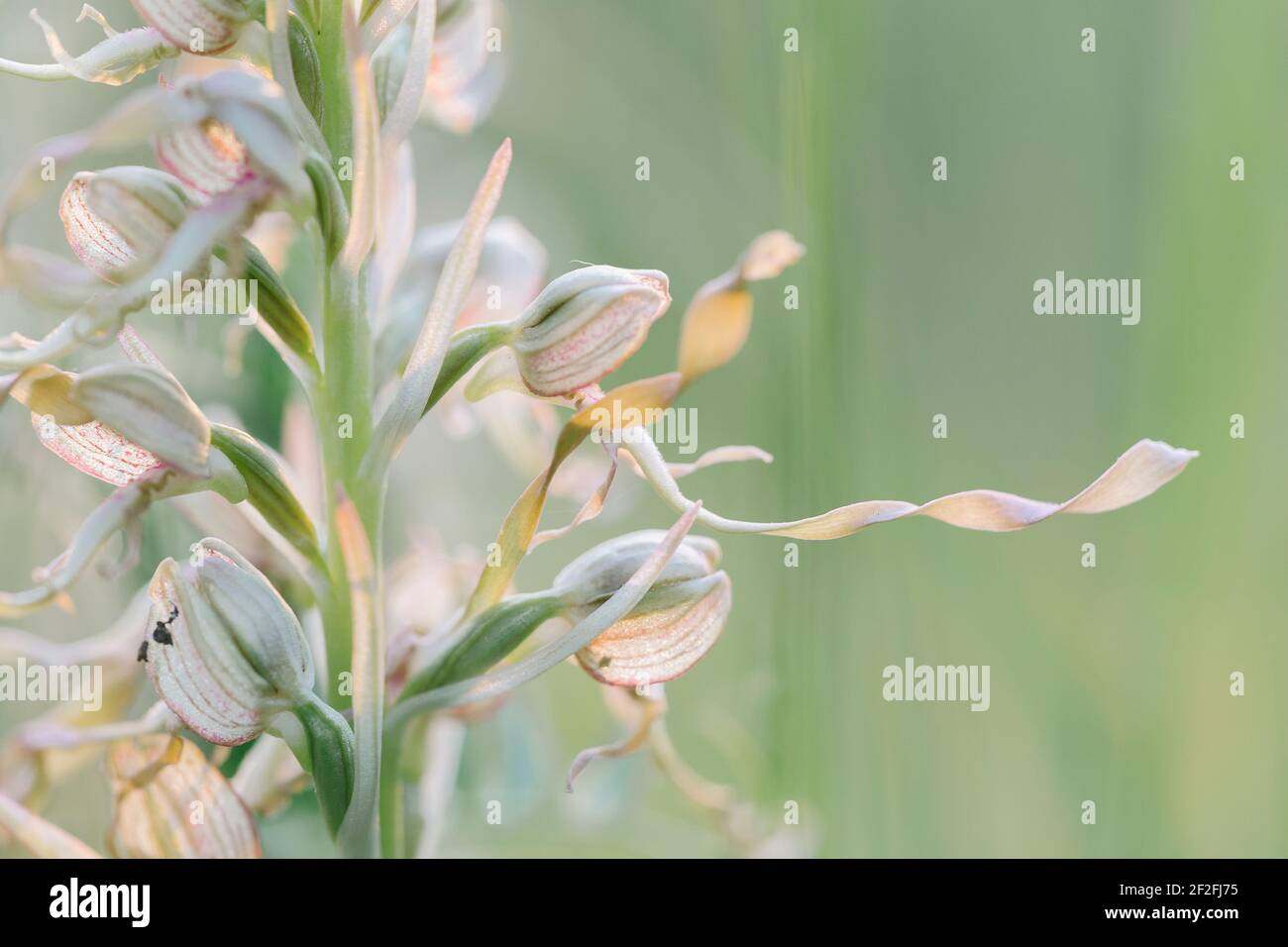 Dettagli di una linguetta a tracolla di un buck, orchidea nativa, alla luce della sera, Himantoglossum hircinum Foto Stock