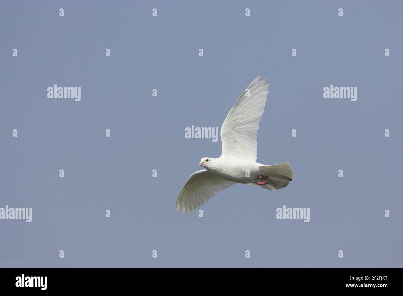 White dove - in volo Hertfordshire, Regno Unito BI009701 Foto Stock