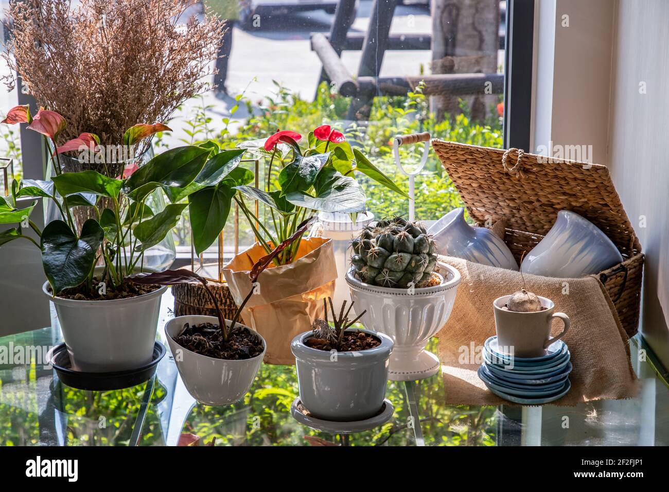 Fiori bautiful in vasi bianchi di ceramica su tavola di vetro vicino alla finestra con luce solare. Arredamento domestico, fuoco selettivo. Foto Stock