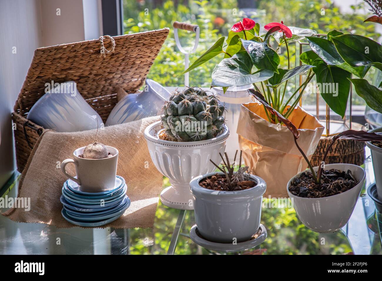 Fiori bautiful in vasi bianchi di ceramica su tavola di vetro vicino alla finestra con luce solare. Arredamento domestico, fuoco selettivo. Foto Stock