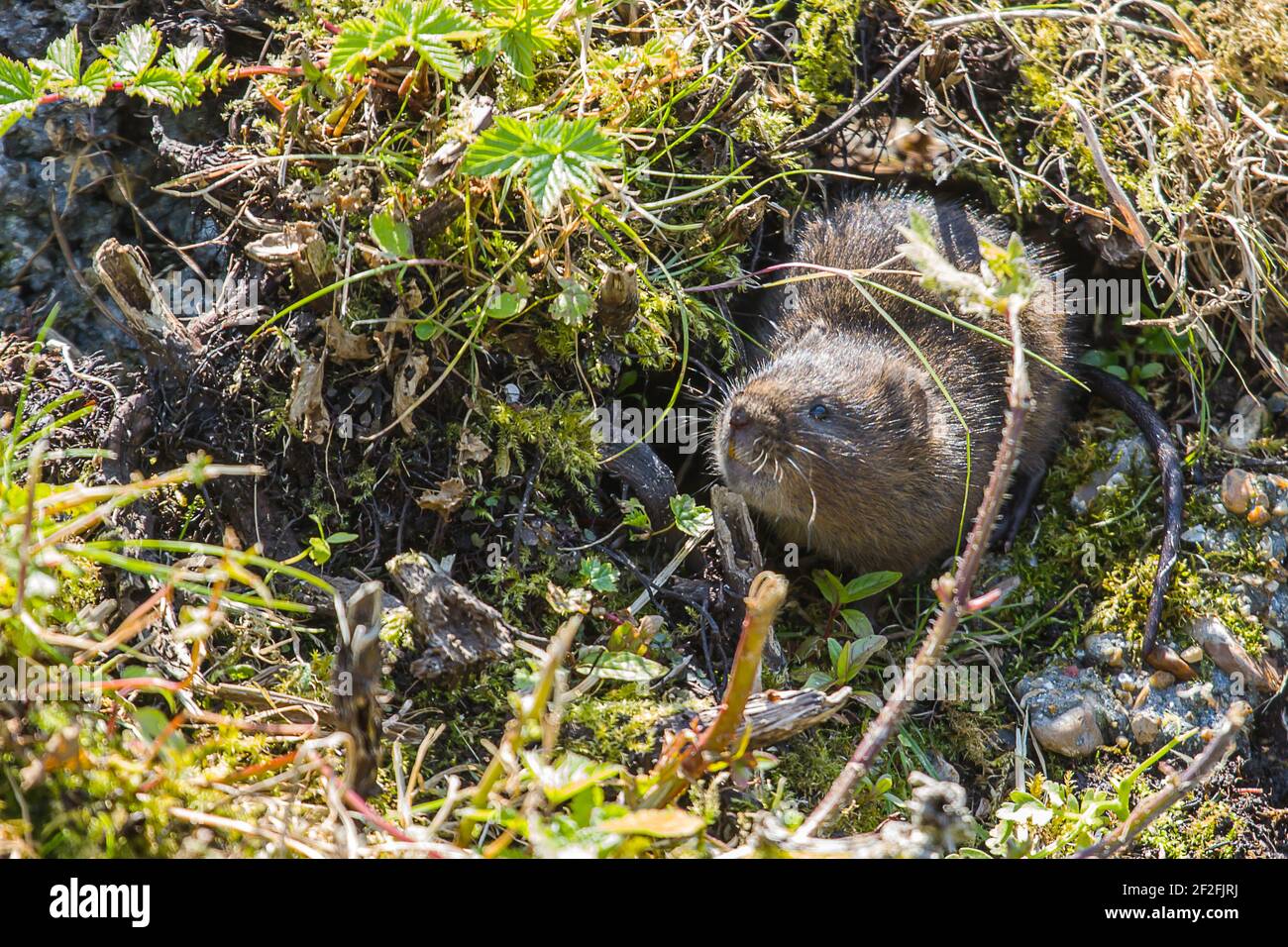 Foto di un carino po 'di acqua Vole su un fiume banca Foto Stock