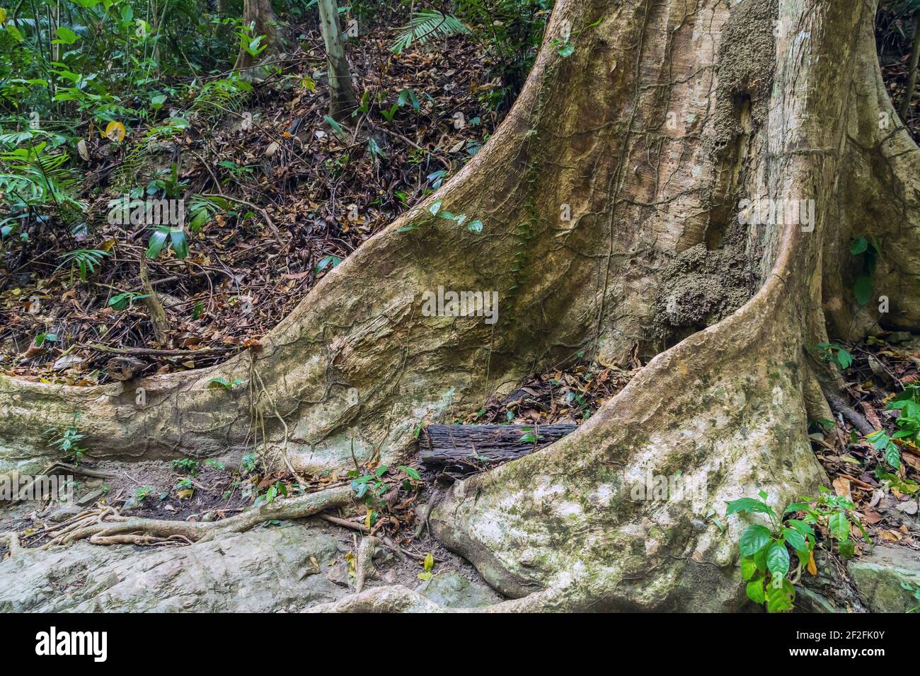 Amazon Big Ceiba, kapok albero radice foresta sfondo panoramico grandi  alberi Foto stock - Alamy