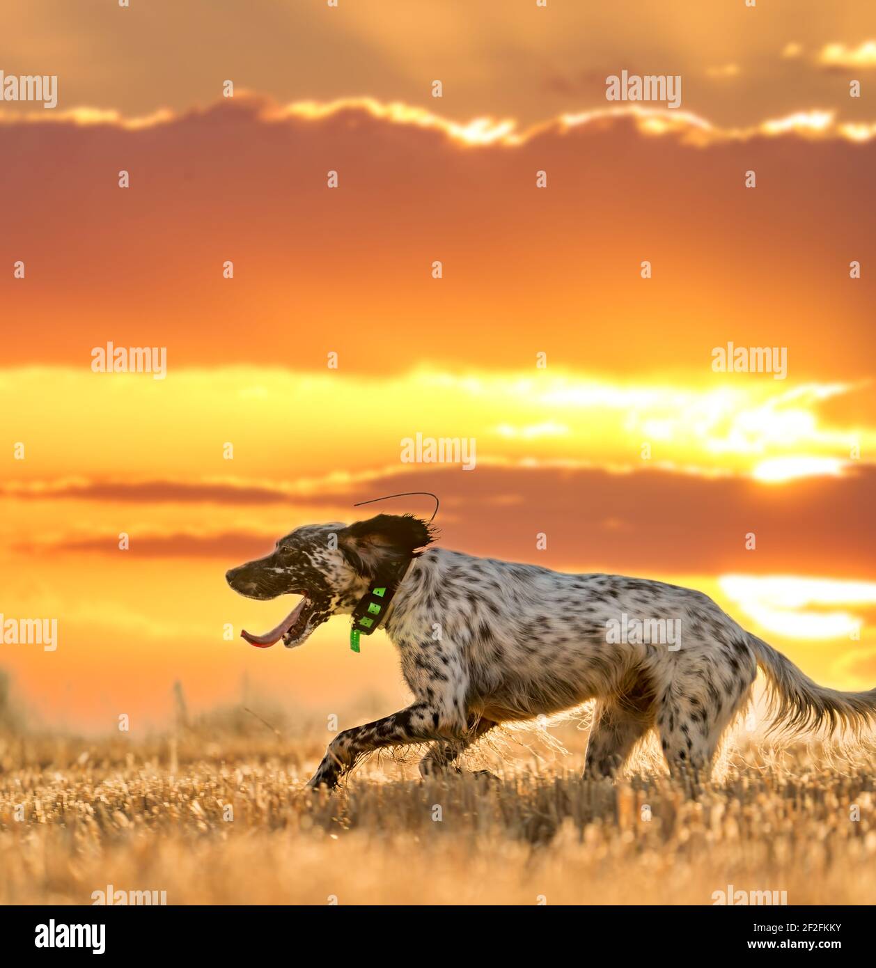 Puntatore pedigree cane che salta su campo di grano con cielo arancione e sole Foto Stock