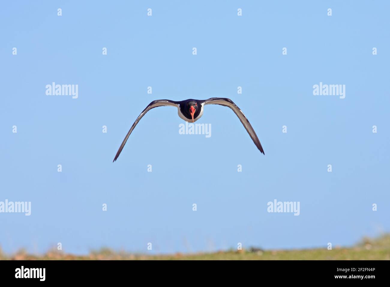 Oystercatcher - chiamata in flightHaematopus ostralegus yell, Shetland, Regno Unito BI010910 Foto Stock