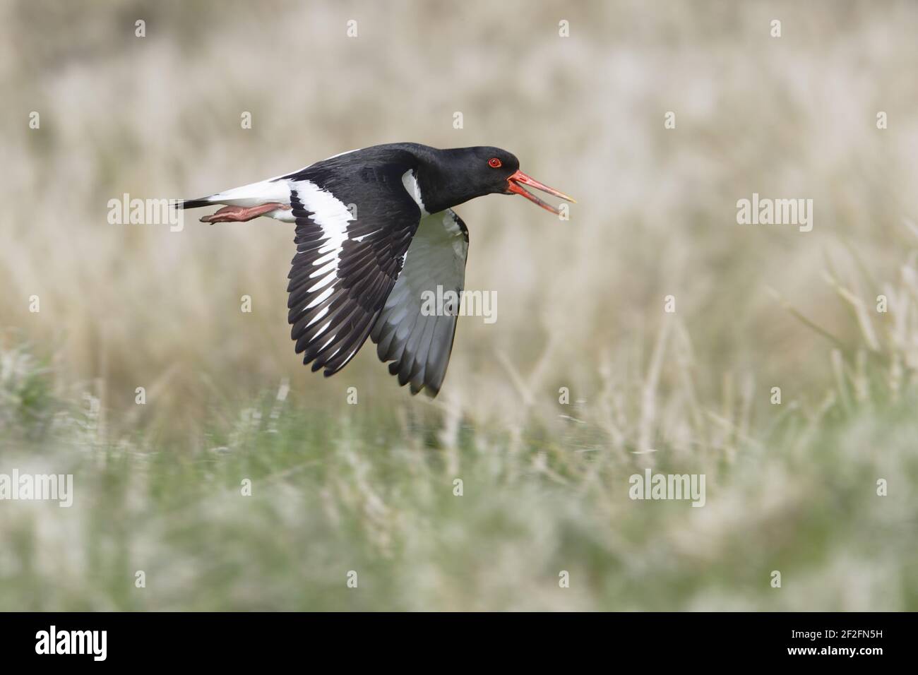 Oystercatcher - chiamata in volo su brughiere riproduttrici Haematopus ostralegus Unst, Shetland, Regno Unito BI010959 Foto Stock