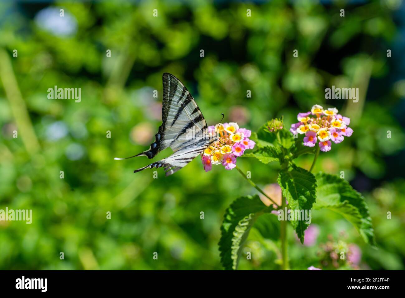 Farfalla sul fiore Foto Stock