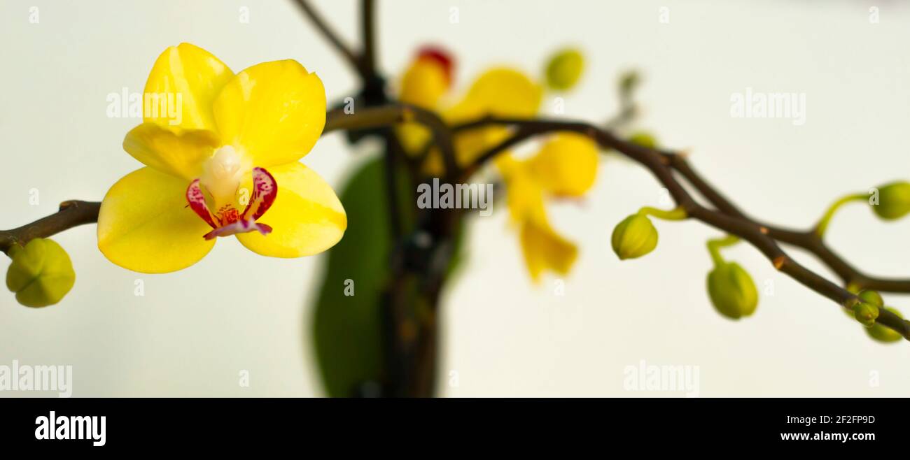 Bellissime orchidee fiorenti con sfondo bianco Foto Stock