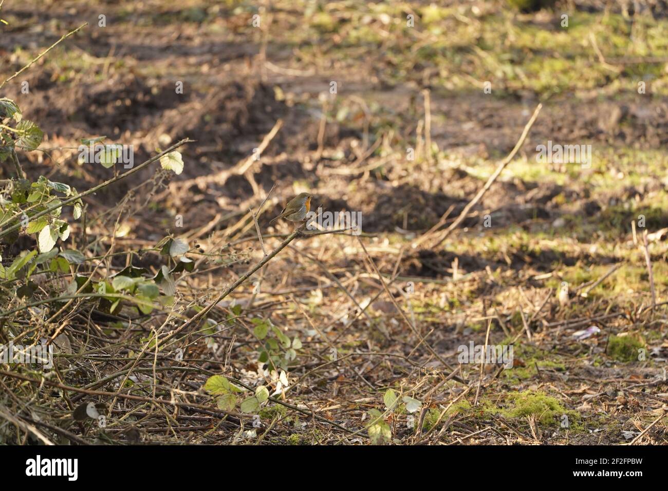 spazi erbosi selvaggi, un habitat importante per la vita sulla terra Foto Stock